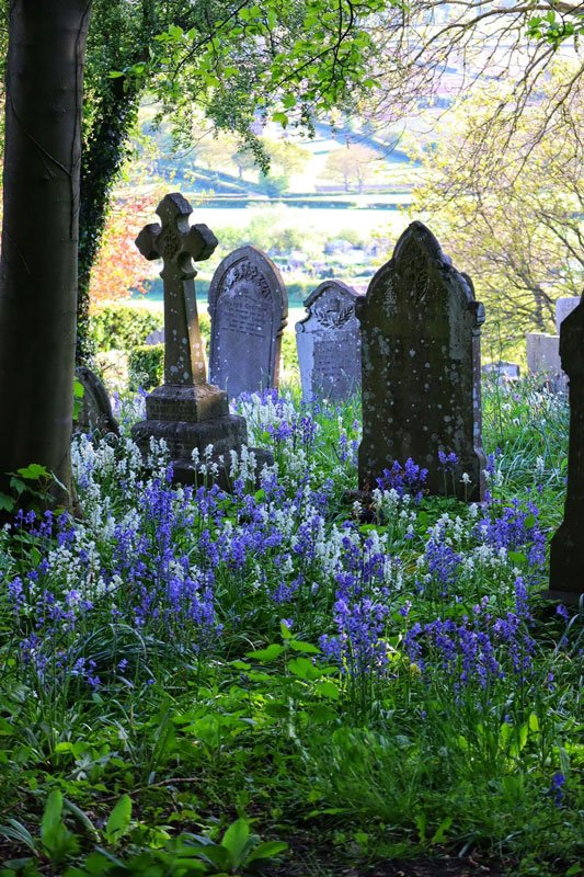 Photo of a graveyard with many pretty purple and white wild flowers